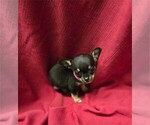 Puppy Puppy 2 Chihuahua