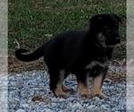 Small Photo #8 German Shepherd Dog Puppy For Sale in HIDDENITE, NC, USA