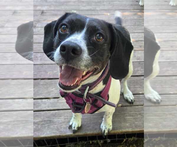 Medium Photo #2 Beagle-Unknown Mix Puppy For Sale in Crystal, MN, USA
