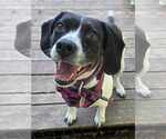Small #1 Beagle Mix