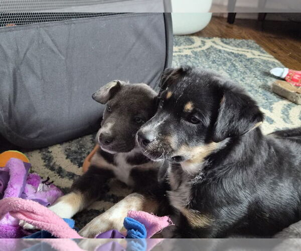 Medium Photo #2 Mutt Puppy For Sale in Springdale, PA, USA