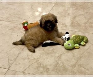 Shih-Poo Puppy for sale in BAY CITY, TX, USA