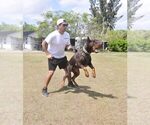 Small Photo #108 Doberman Pinscher Puppy For Sale in FORT LAUDERDALE, FL, USA