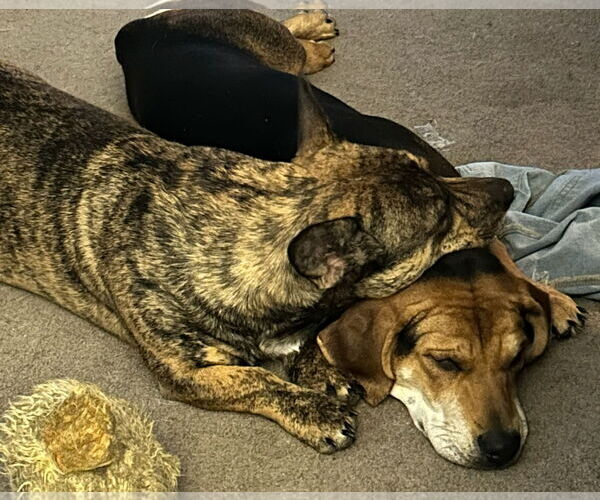 Medium Photo #3 American Staffordshire Terrier-Golden Retriever Mix Puppy For Sale in SHERBURNE, NY, USA