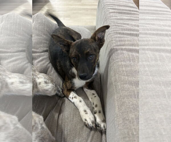 Medium Photo #1 Dachshund-Unknown Mix Puppy For Sale in Ball Ground, GA, USA