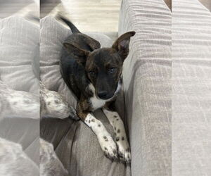 Dachshund-Unknown Mix Dogs for adoption in Ball Ground, GA, USA
