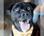 LULU - Female Labrador Retriever-Unknown Mix Dog for Adoption - Small photo