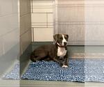 Small Mutt