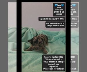 Havapoo Puppy for sale in TUCSON, AZ, USA