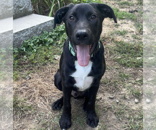 Medium Photo #8 Labrador Retriever-Unknown Mix Puppy For Sale in Boston, MA, USA