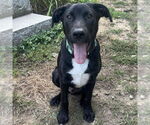 Small #7 Labrador Retriever Mix