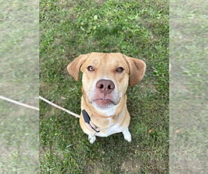 Bogle Dogs for adoption in Evansville, IN, USA