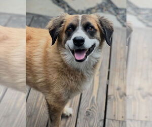 Alphie - Male Australian Shepherd-Unknown Mix Dog for Adoption - Photo #8