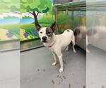 Small Mutt
