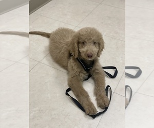 Goldendoodle Puppy for sale in FORT MILL, SC, USA