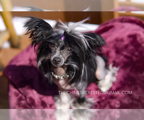 Medium Photo #11 Chinese Crested Puppy For Sale in AURORA, CO, USA