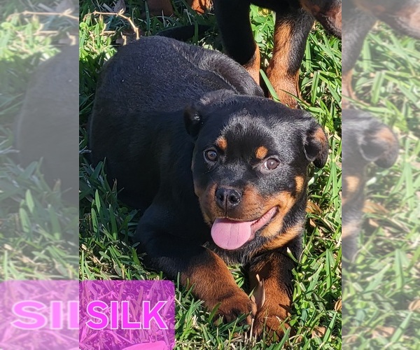 Medium Photo #4 Rottweiler Puppy For Sale in BEAUMONT, TX, USA