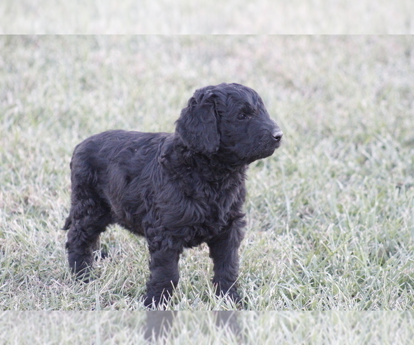 Medium Photo #4 Goldendoodle Puppy For Sale in MEMPHIS, MO, USA