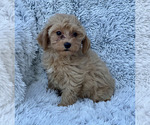 Image preview for Ad Listing. Nickname: havanese