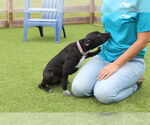 Small #2 American Pit Bull Terrier