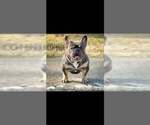 Small Photo #1 French Bulldog Puppy For Sale in MANCHESTER, MI, USA