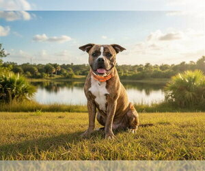 Boxer-Unknown Mix Dogs for adoption in Tavares, FL, USA
