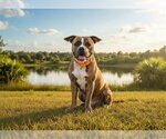 Small Boxer Mix