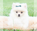 Small #1 Pomeranian