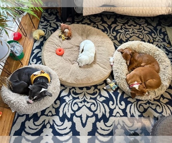 Medium Photo #5 American Pit Bull Terrier-Unknown Mix Puppy For Sale in Germantown, OH, USA