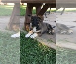 Small Photo #2 Belgian Malinois-Siberian Husky Mix Puppy For Sale in FINKSBURG, MD, USA