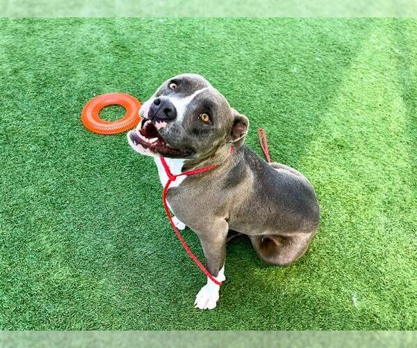 Medium Photo #1 Mutt Puppy For Sale in Orange, CA, USA