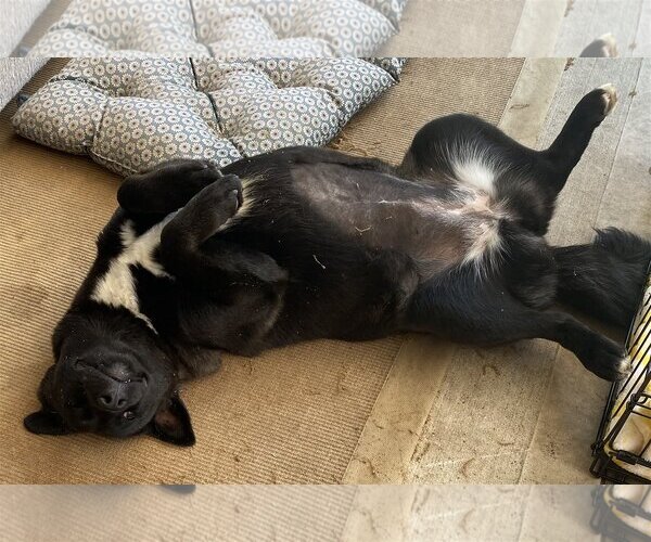 Medium Photo #7 Mutt Puppy For Sale in Spring, TX, USA