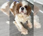 Small Photo #1 Cavalier King Charles Spaniel Puppy For Sale in Westminster, MD, USA