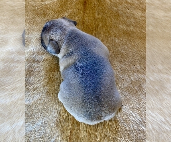 Medium Photo #6 French Bulldog Puppy For Sale in SOMERS, MT, USA