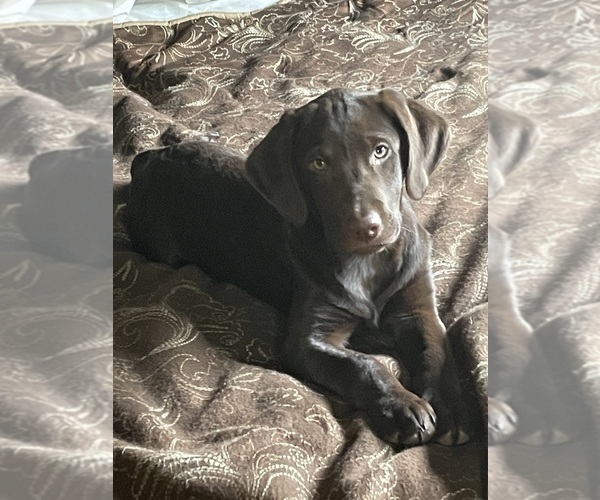 Medium Photo #1 Labrador Retriever Puppy For Sale in REDDING, CA, USA