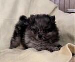 Small #3 Pomeranian