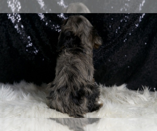 Medium Photo #8 Cavapoo Puppy For Sale in WARSAW, IN, USA