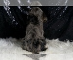 Small #7 Cavapoo