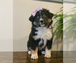 Australian Shepherd Puppy for sale in INDIANAPOLIS, IN, USA