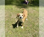 Small #1 American Foxhound Mix