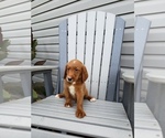 Small Photo #8 Labradoodle Puppy For Sale in EDINA, MO, USA