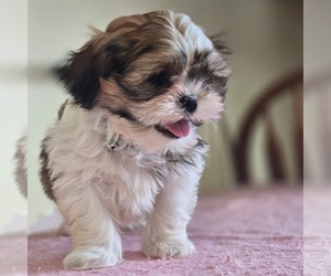 Shih-Poo Puppy for sale in REEDSBURG, WI, USA