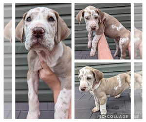 Great Dane Puppy for sale in GREENVILLE, NC, USA