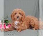 Small #2 Poodle (Miniature)