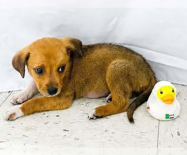 Medium Photo #2 Puggle Puppy For Sale in pomfret, CT, USA