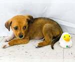 Small #1 Puggle