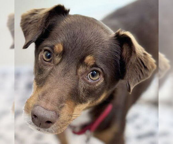 Medium Photo #1 Mutt Puppy For Sale in Pleasanton, CA, USA