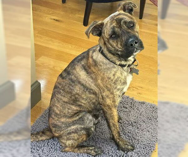 Medium Photo #2 Boxer-Unknown Mix Puppy For Sale in Fallbrook, CA, USA