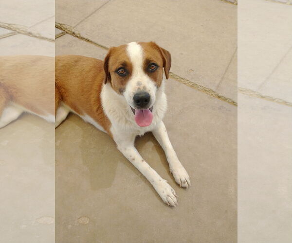 Medium Photo #4 Mutt Puppy For Sale in Apple Valley, CA, USA