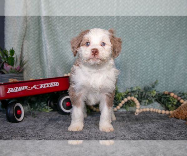 Medium Photo #3 Bernedoodle (Miniature) Puppy For Sale in APPLE CREEK, OH, USA